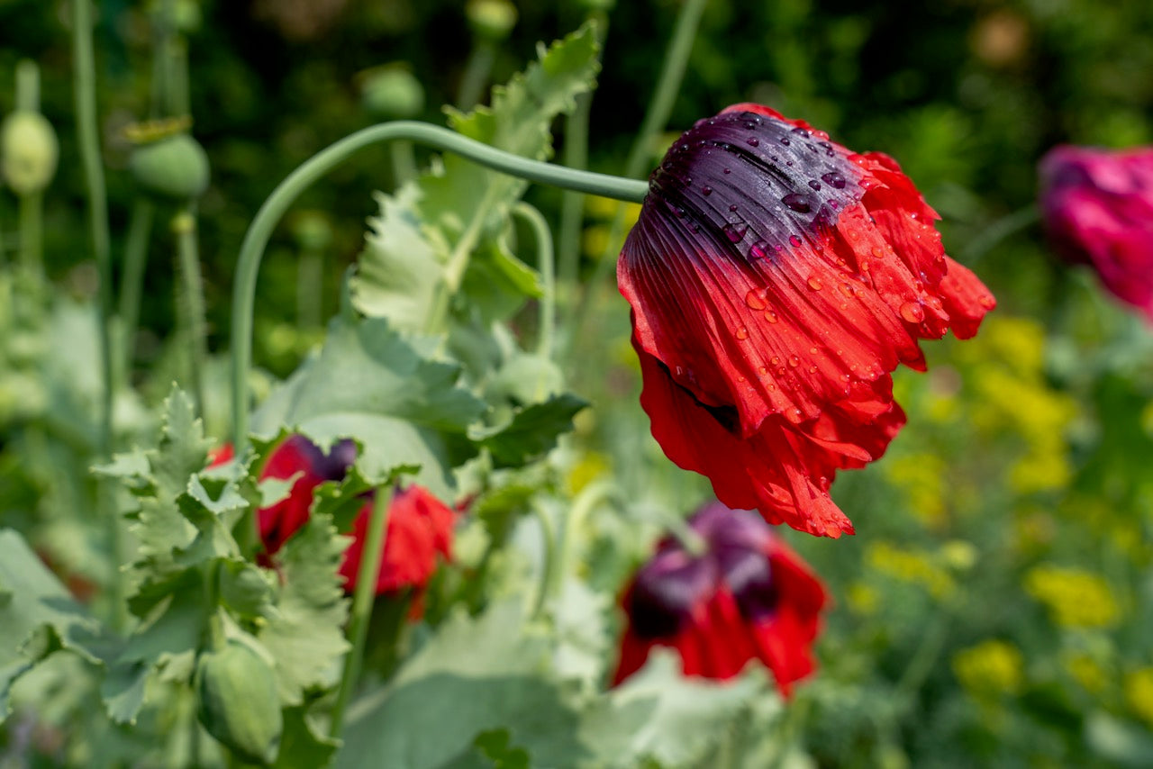Poppy, Velvet Garden Mix (Papaver somniferum)