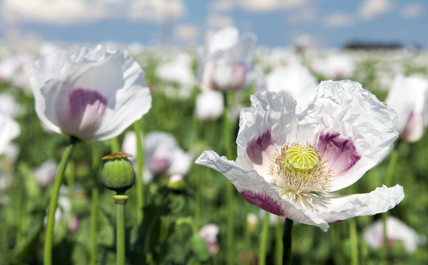 Poppy, Velvet Garden Mix (Papaver somniferum)