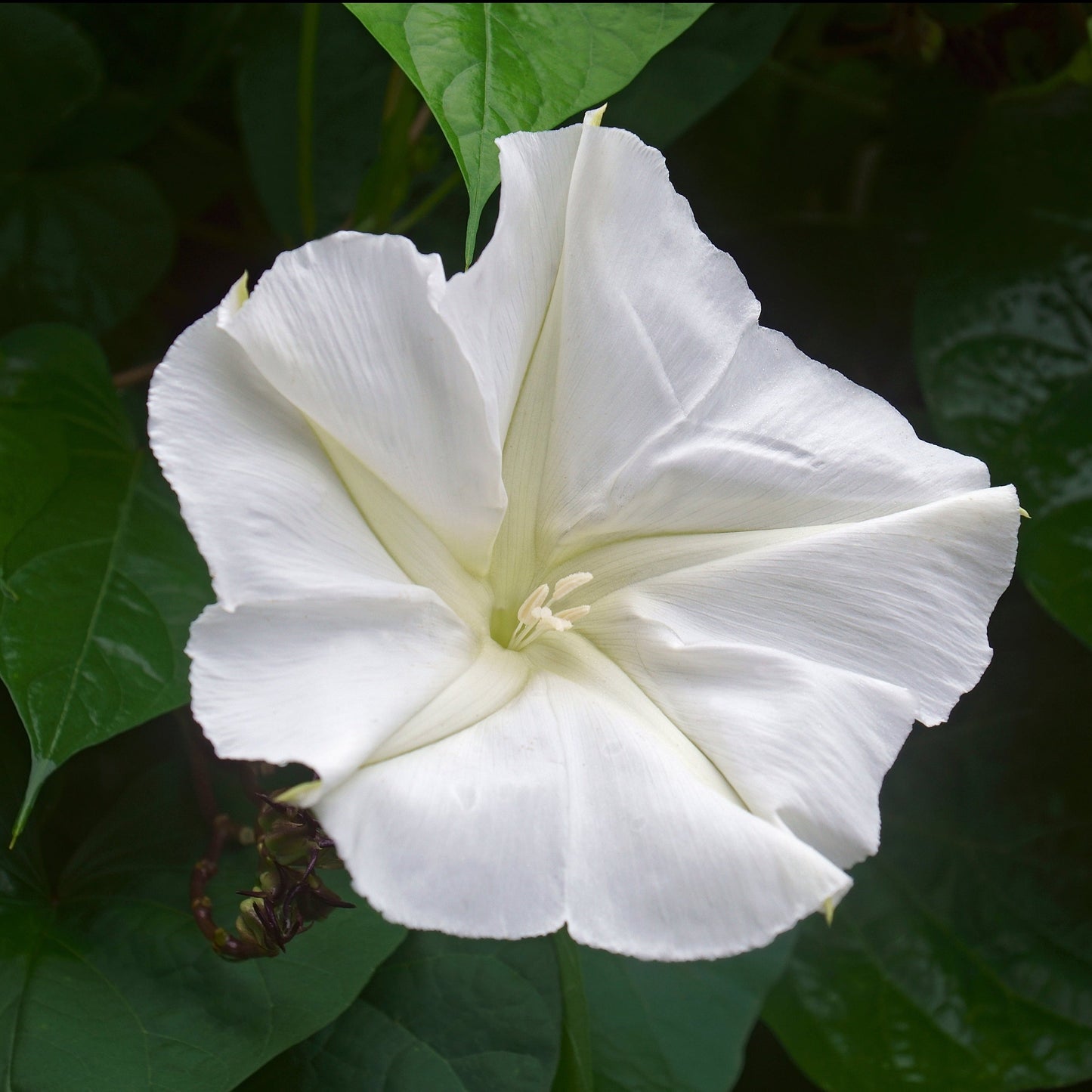 Moonflower (Ipomoea alba)