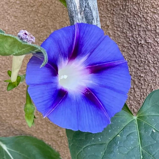 Morning Glory: Grandpa Ott's "Plus"