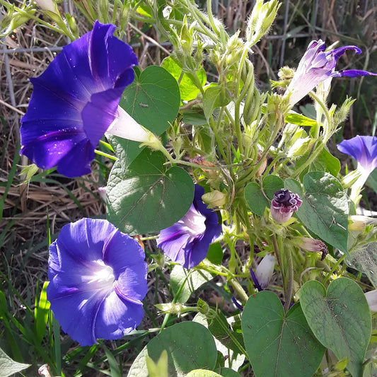 Morning Glory: Grandpa Ott's "Plus"