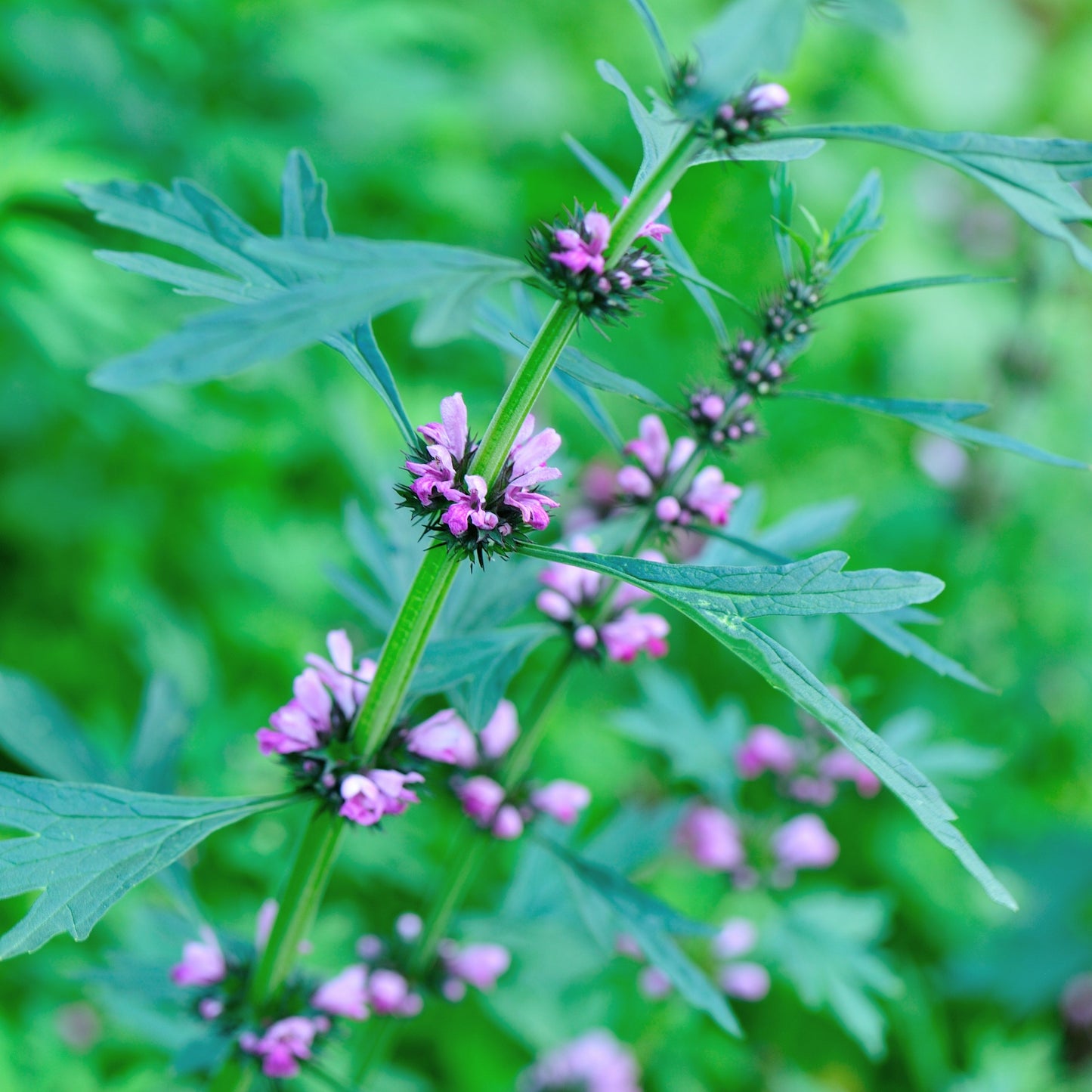 Motherwort, Chinese aka. Yi Mu Cao (Leonurus heterophyllus)