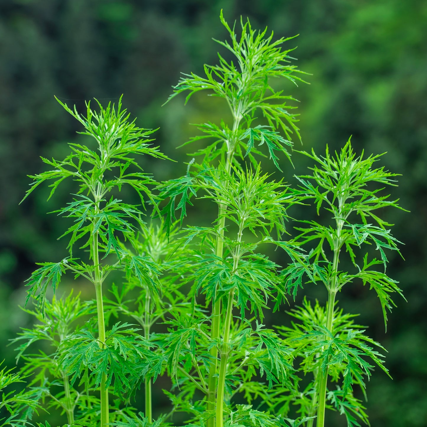 Motherwort, Chinese aka. Yi Mu Cao (Leonurus heterophyllus)