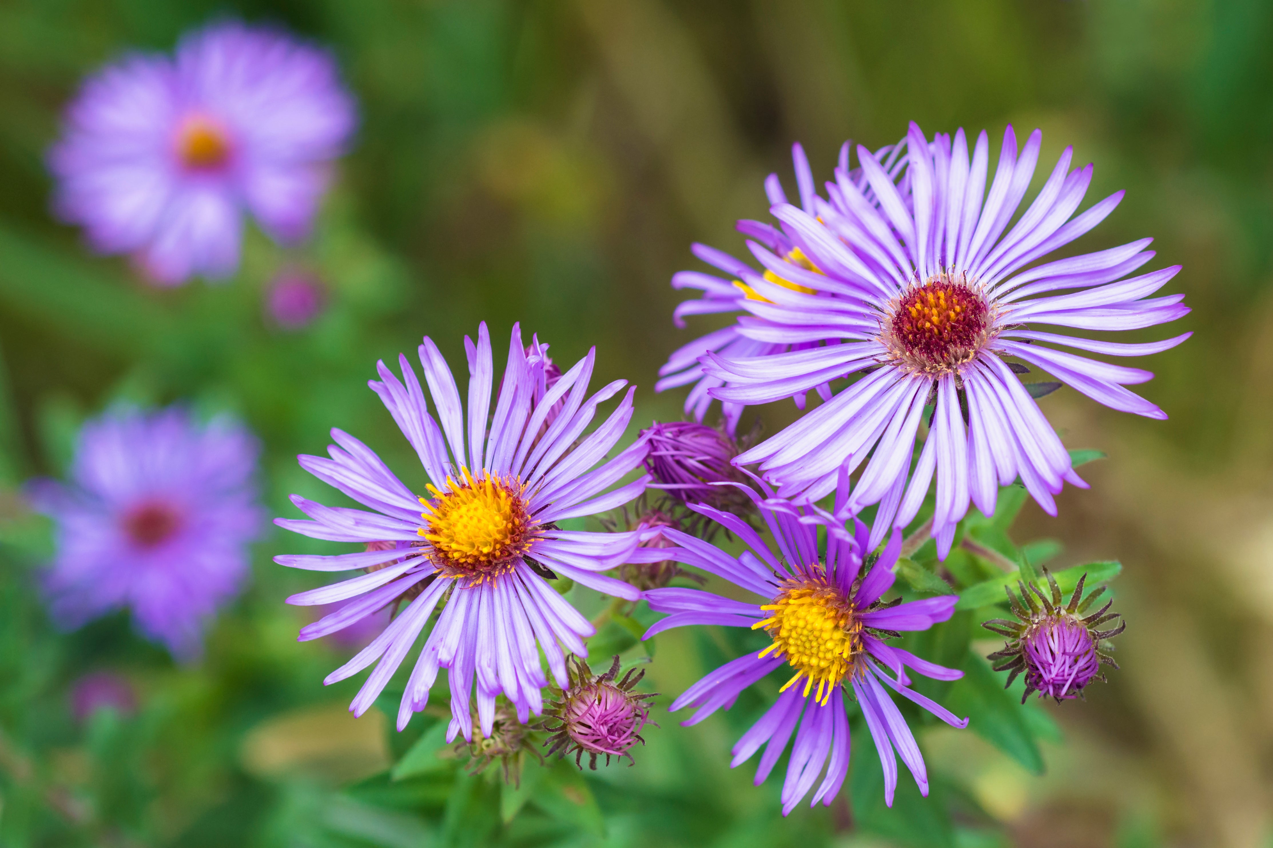 Aster, New England (Symphyotrichum novae-angliae) – Mother Earth News