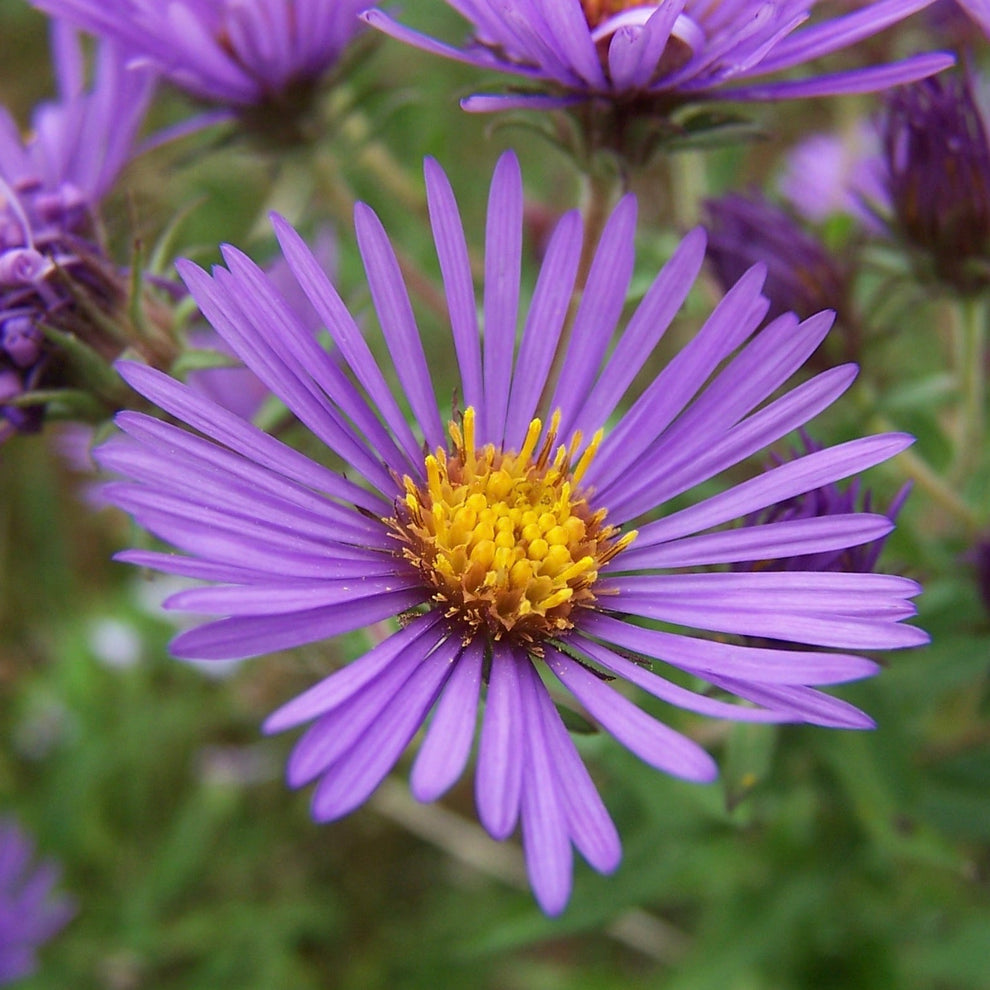 Aster, New England (Symphyotrichum novae-angliae) – Mother Earth News