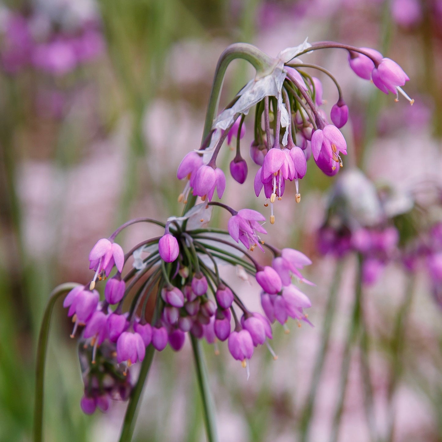 Onion, Nodding (Allium cernuum)