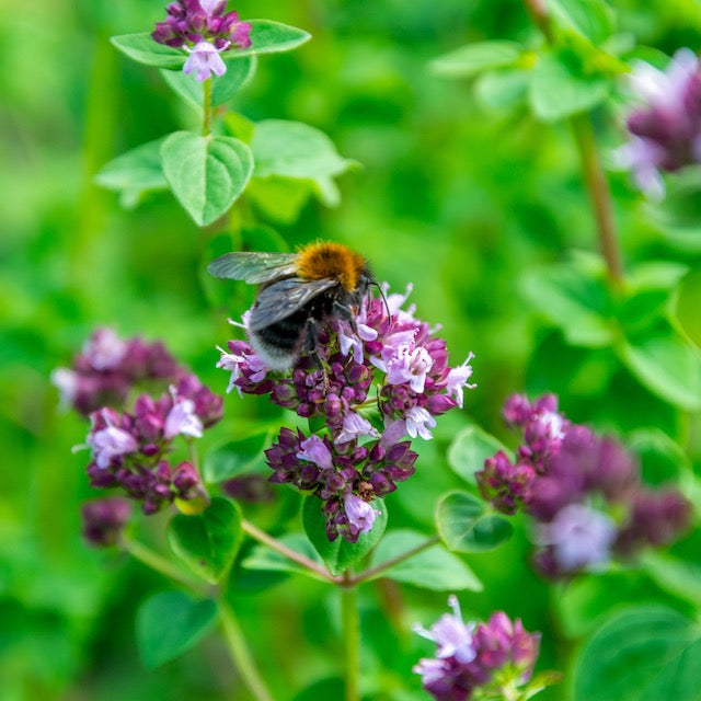 Oregano, Common (Origanum vulgare)