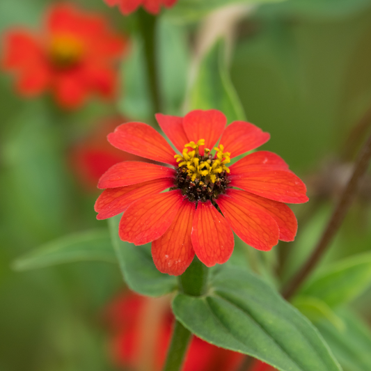 Peruvian Zinnia