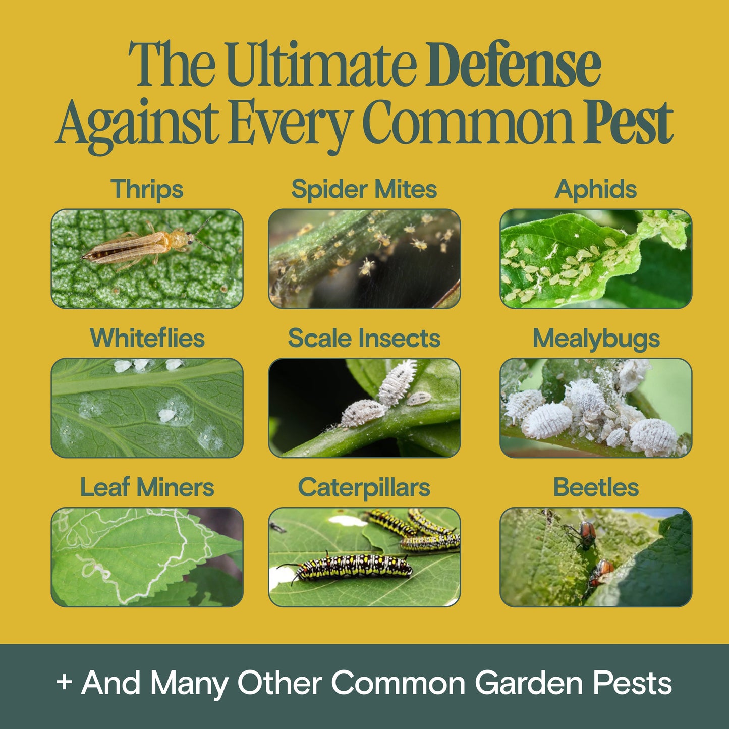 Organic Bio Insecticide