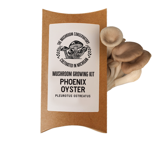 PHOENIX OYSTER MUSHROOM GROWING KIT