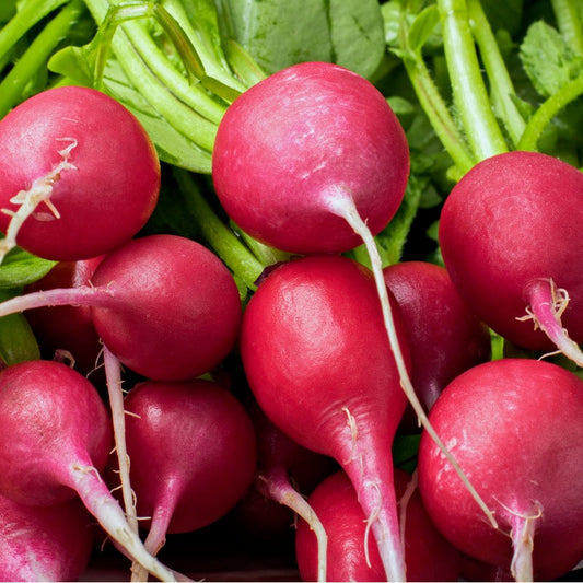 Champion Radish
