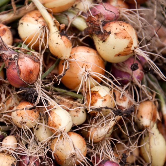 Full Seed CSA Share - 50 Varieties Curated for Your Area!
