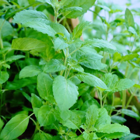 Tulsi (Holy Basil), Temperate