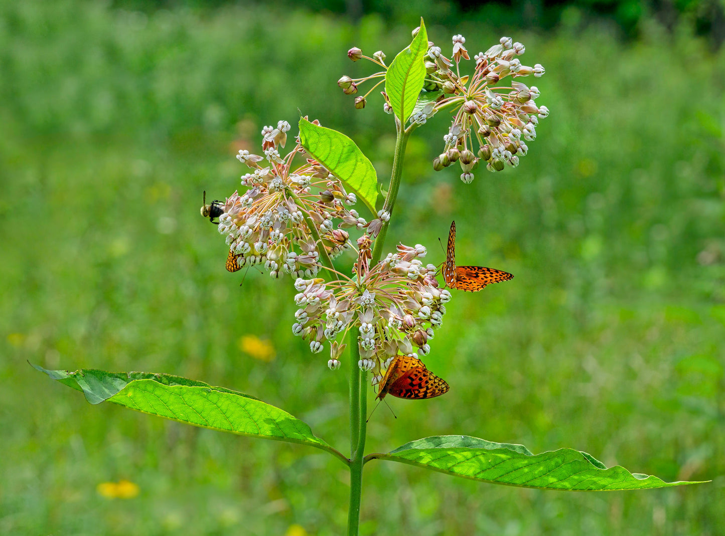 Milkweed, Poke (Asclepias exaltata)