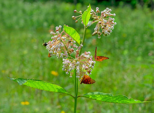 Milkweed, Poke (Asclepias exaltata)