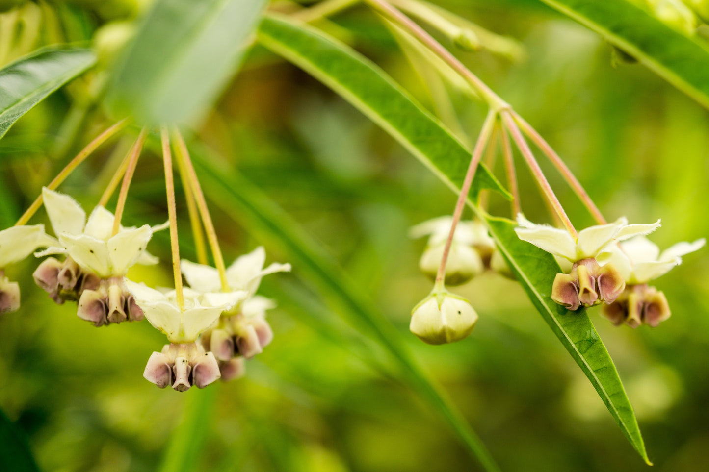 Milkweed, Poke (Asclepias exaltata)