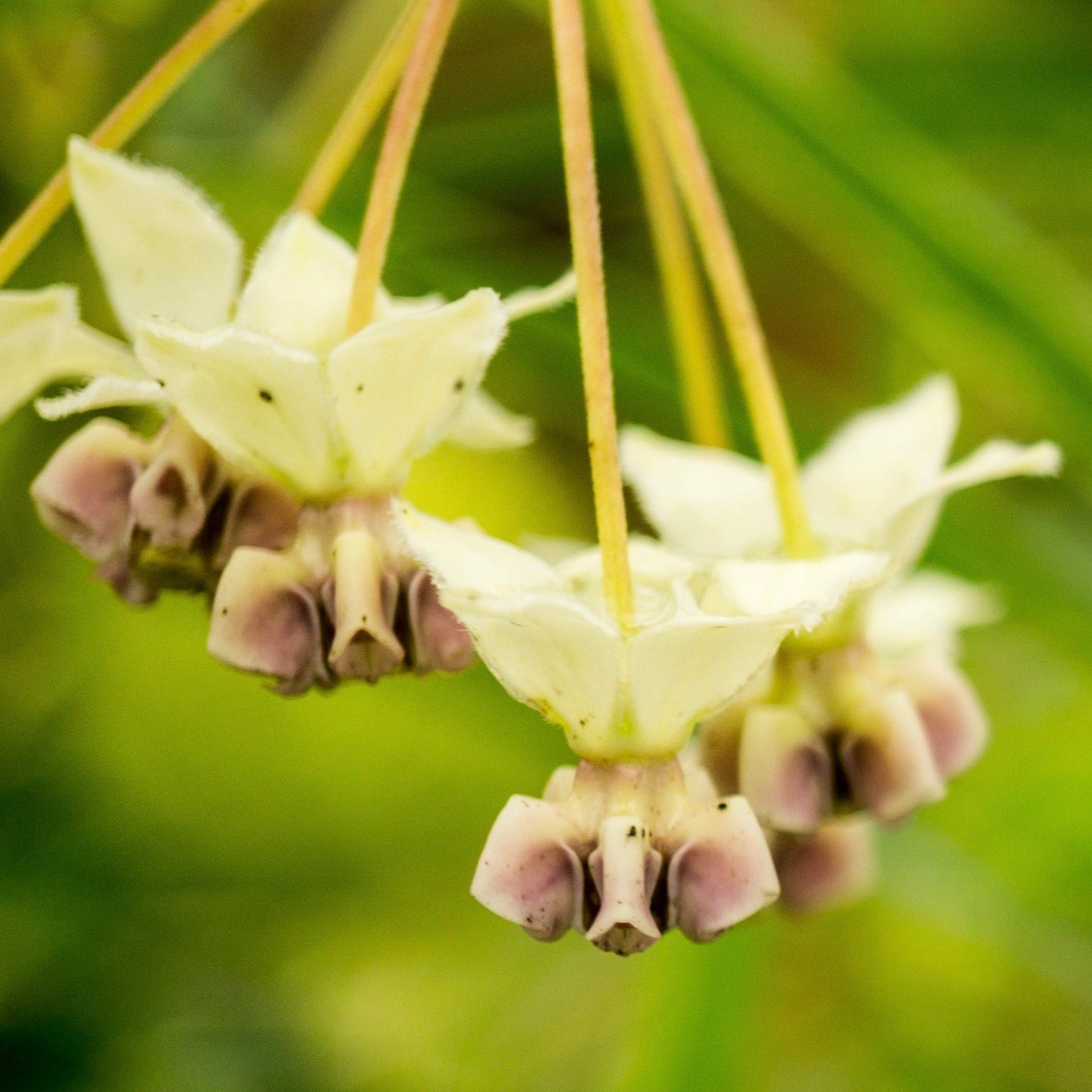 Milkweed, Poke (Asclepias exaltata)