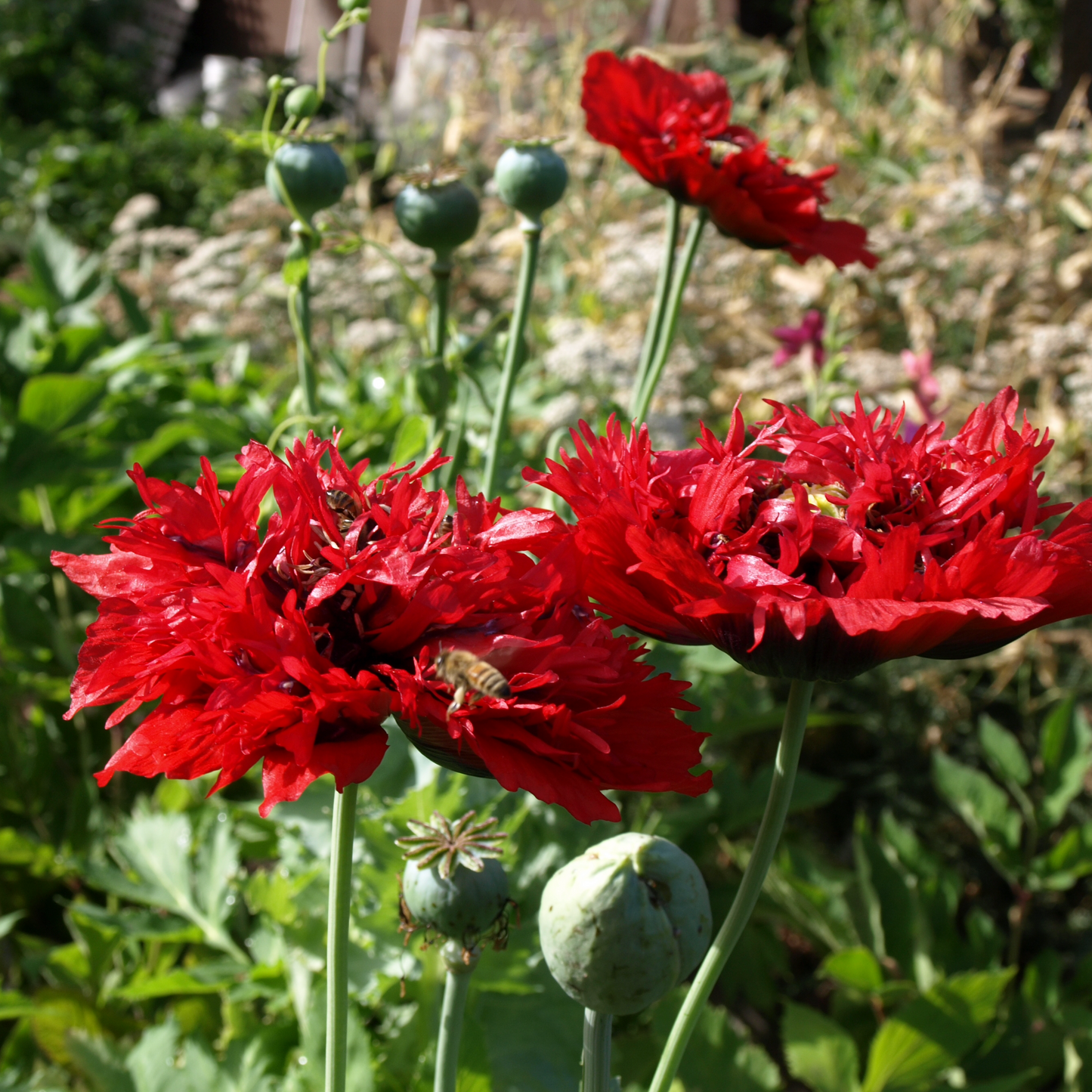 Poppy, Red Mix (Papaver somniferum)