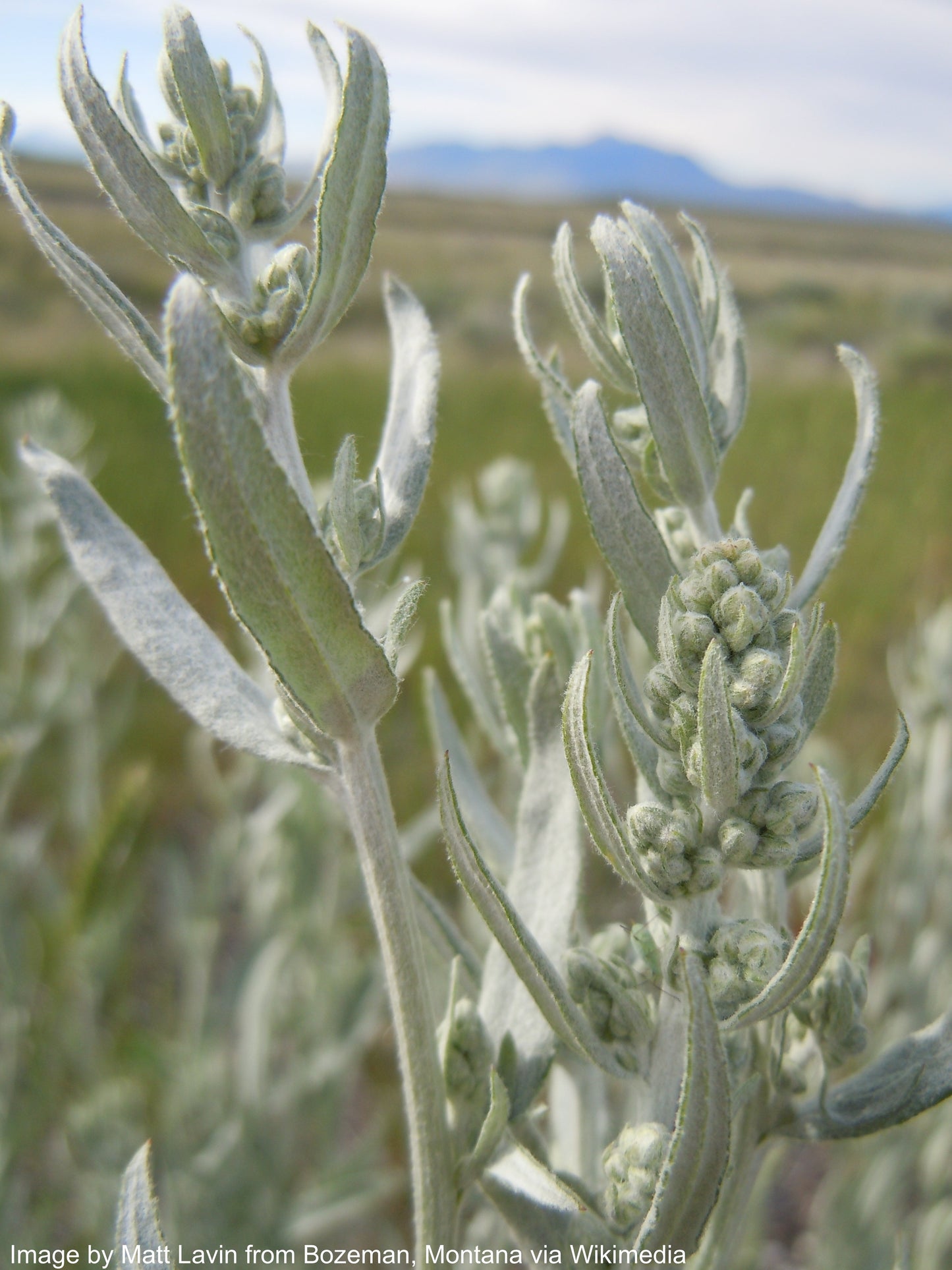 Sage, Prairie (Artemisia ludoviciana)