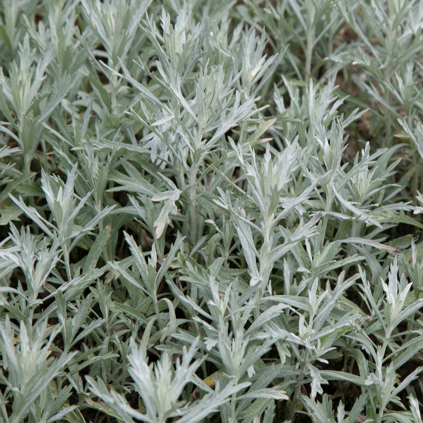 Sage, Prairie (Artemisia ludoviciana)
