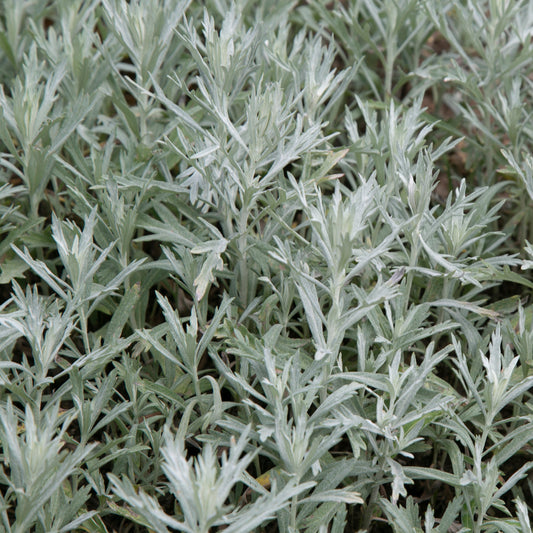 Sage, Prairie (Artemisia ludoviciana)