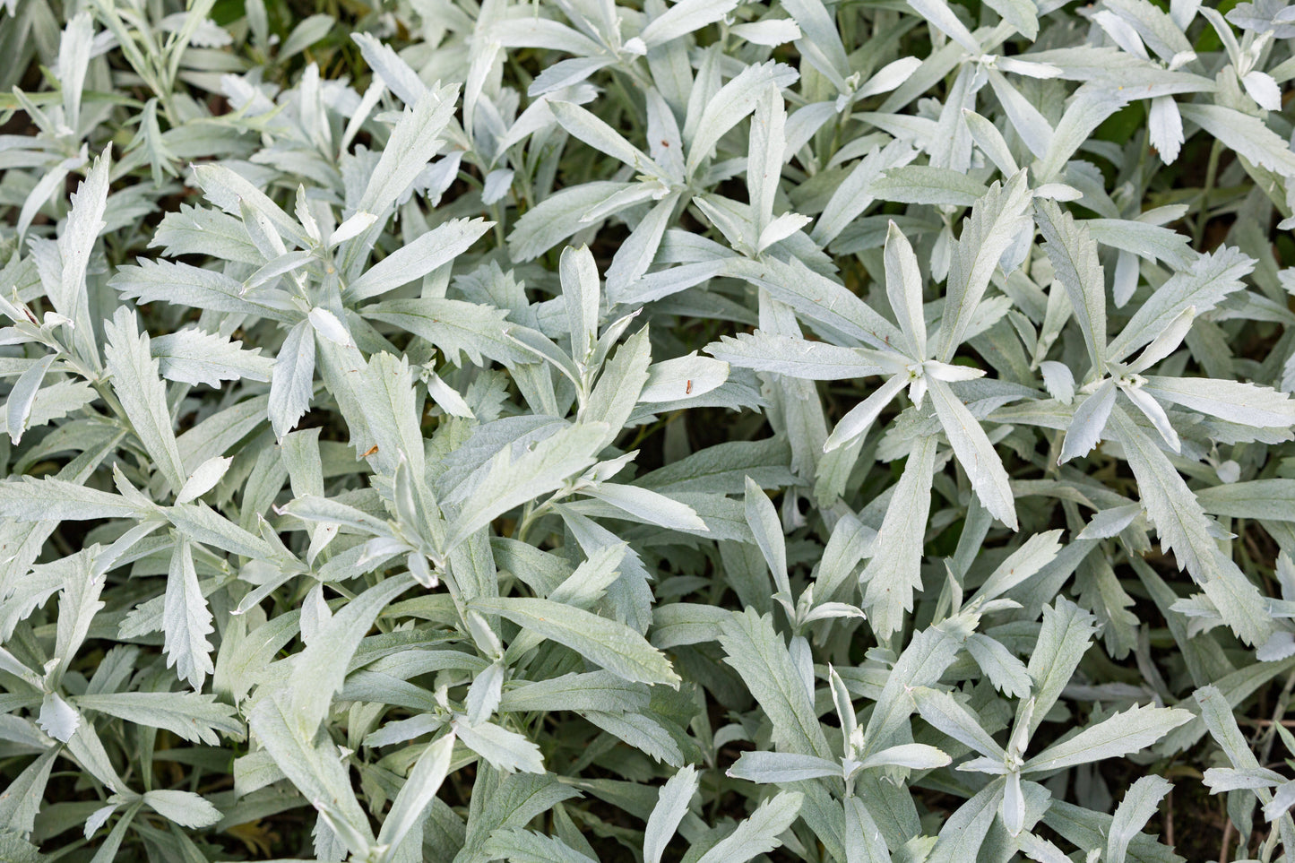 Sage, Prairie (Artemisia ludoviciana)