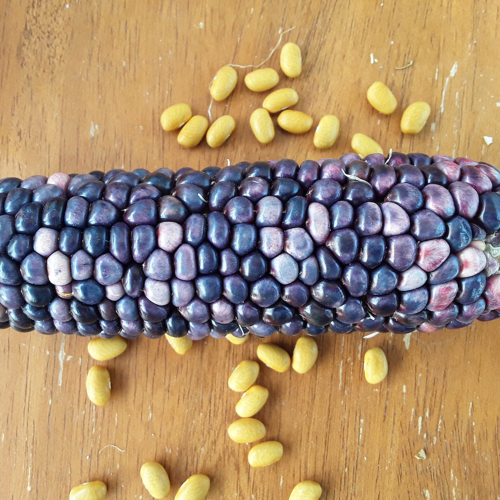 Rainbow Corn Landrace