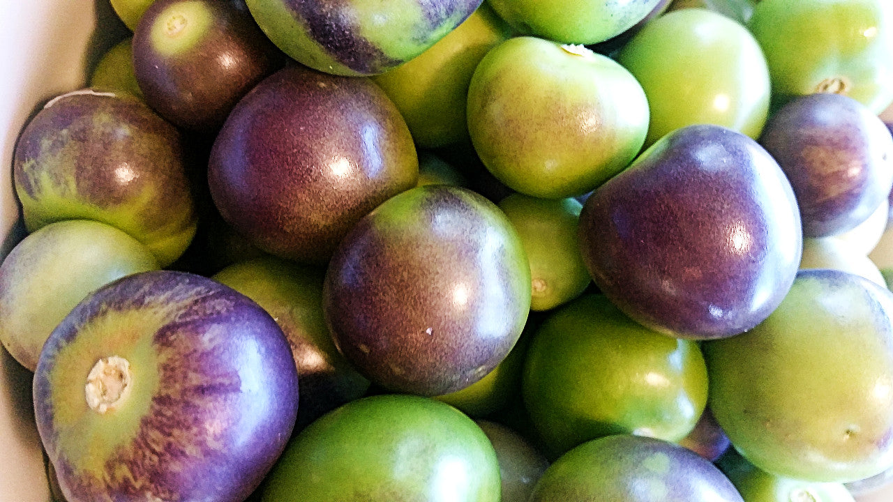 Purple de Milpa Tomatillos