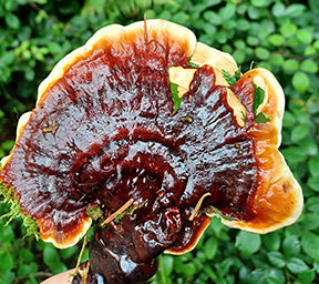 RED REISHI MUSHROOM LIQUID CULTURE