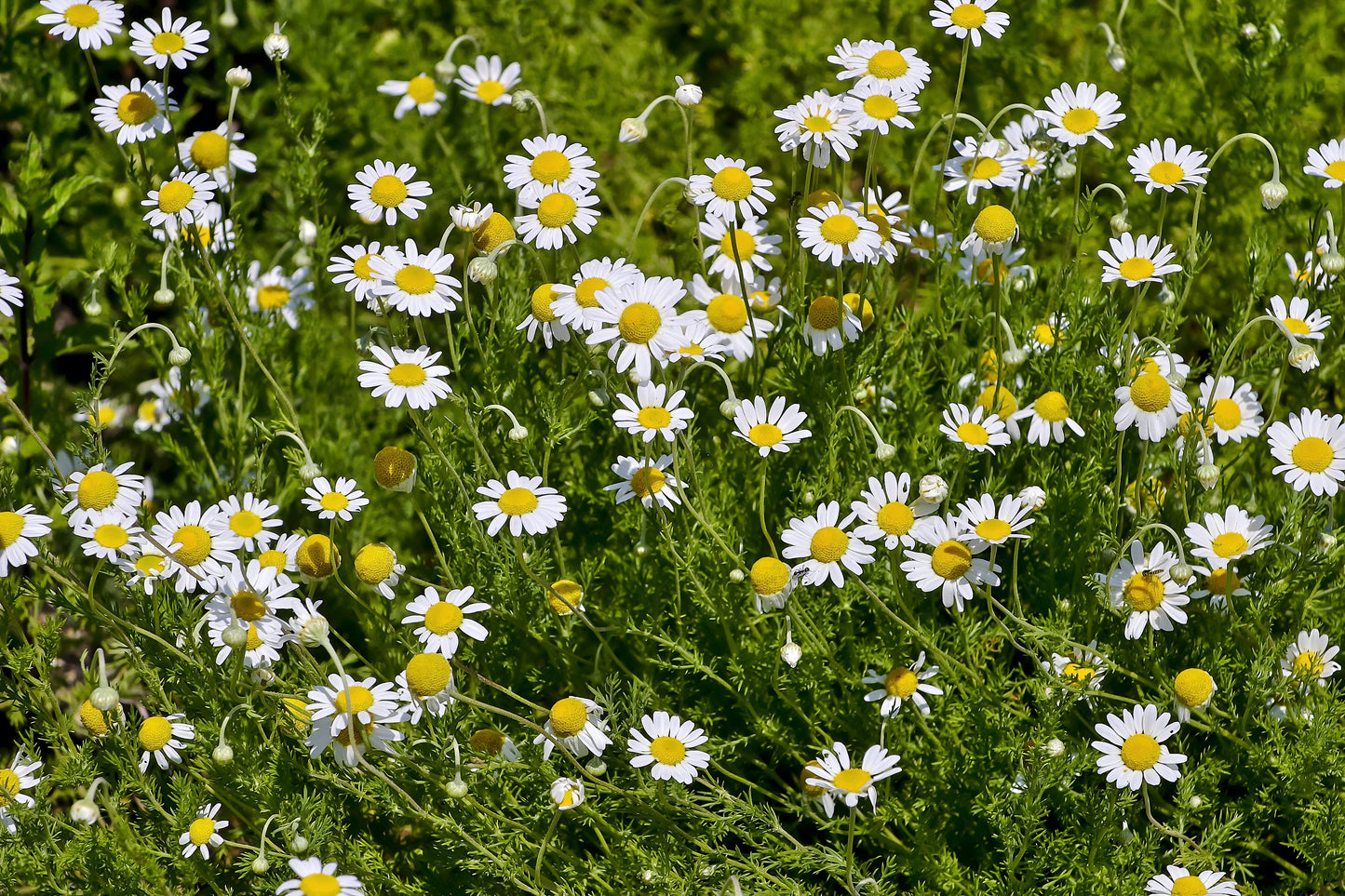 Chamomile, Roman (Chamaemelum nobile)