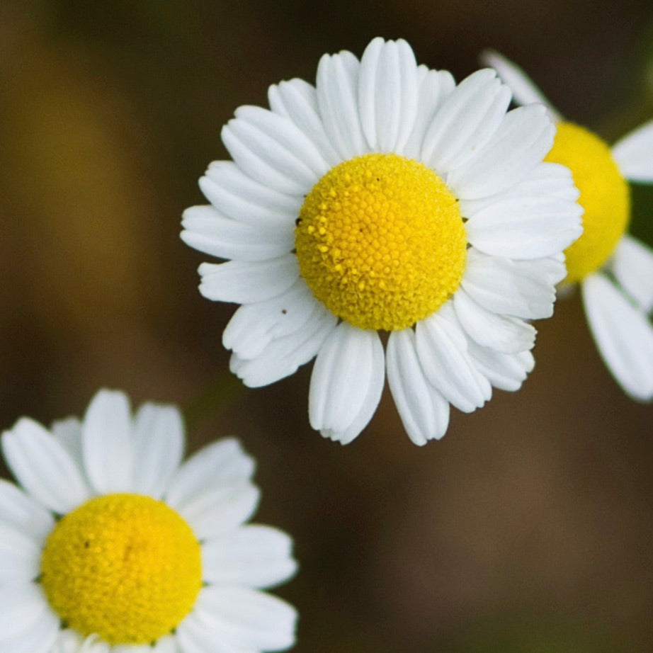 Chamomile, Roman (Chamaemelum nobile)