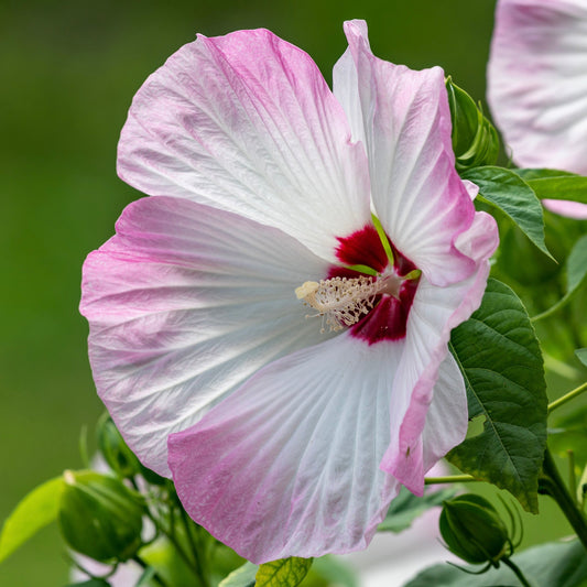 Rosemallow (Hibiscus moscheutos)