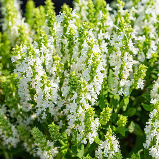Sage, White (Salvia apiana)