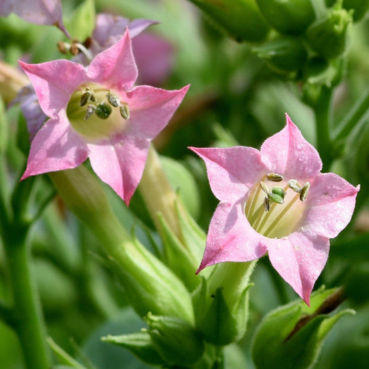 Tobacco, Shirazi (Nicotiana tabacum var. shirazi)