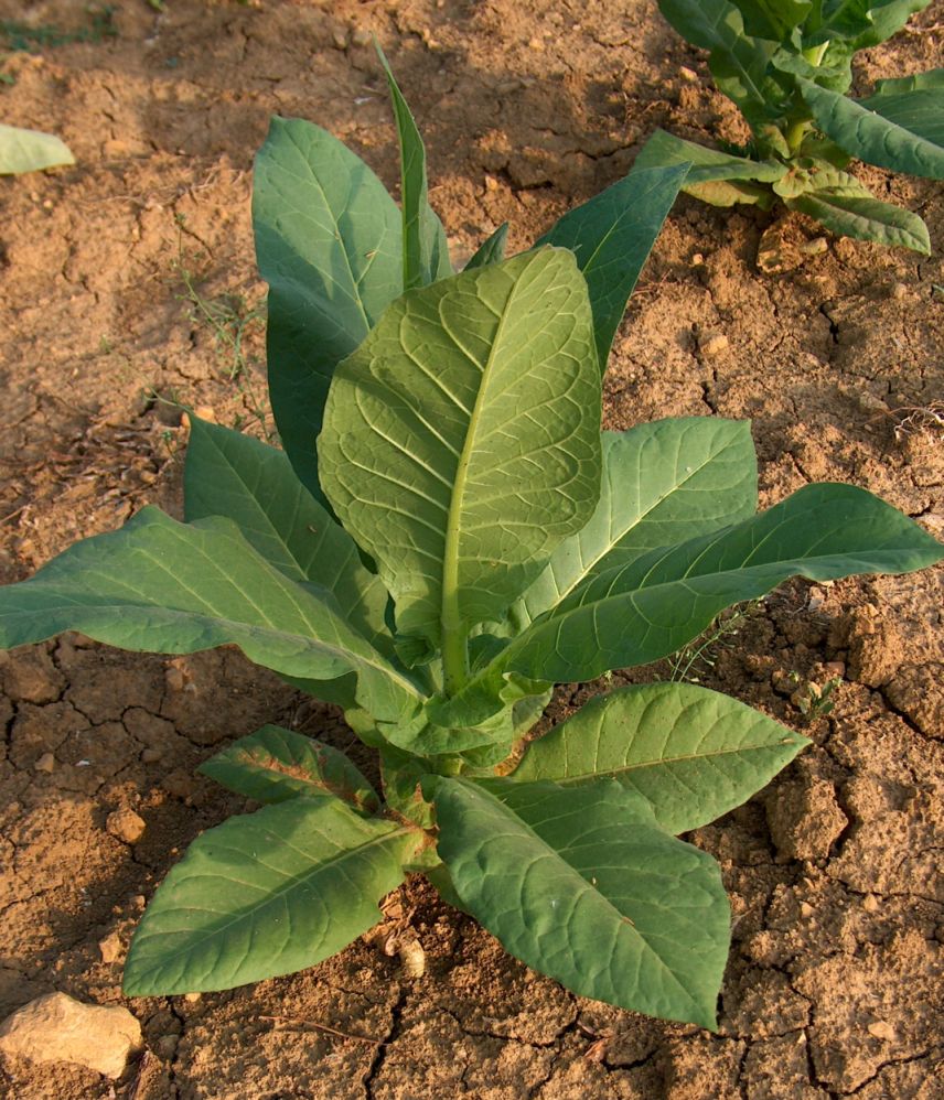 Tobacco, Shirazi (Nicotiana tabacum var. shirazi)