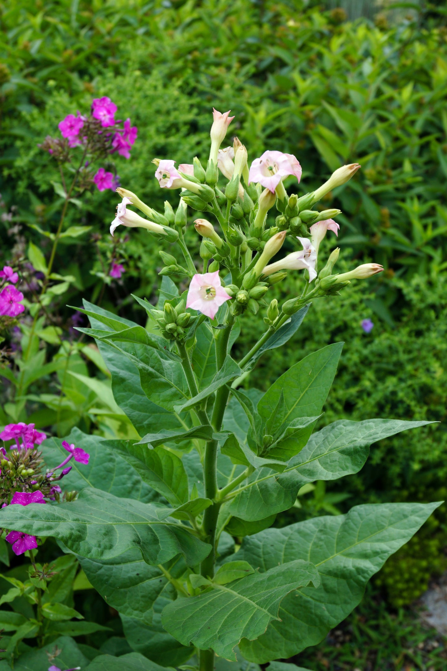 Tobacco, Shirazi (Nicotiana tabacum var. shirazi)