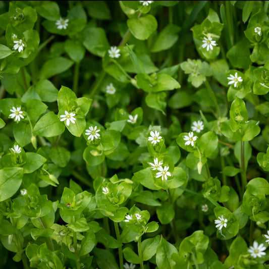 Chickweed (Stellaria media)