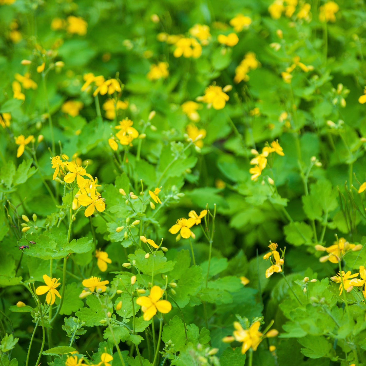 Celandine (Chelidonium majus)