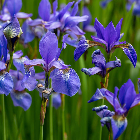 Iris, Wild Blue (Iris missouriensis)