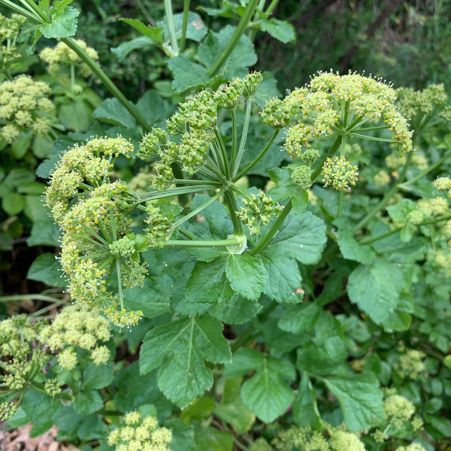 Alexanders aka Black Lovage (Smyrnium olusatrum)