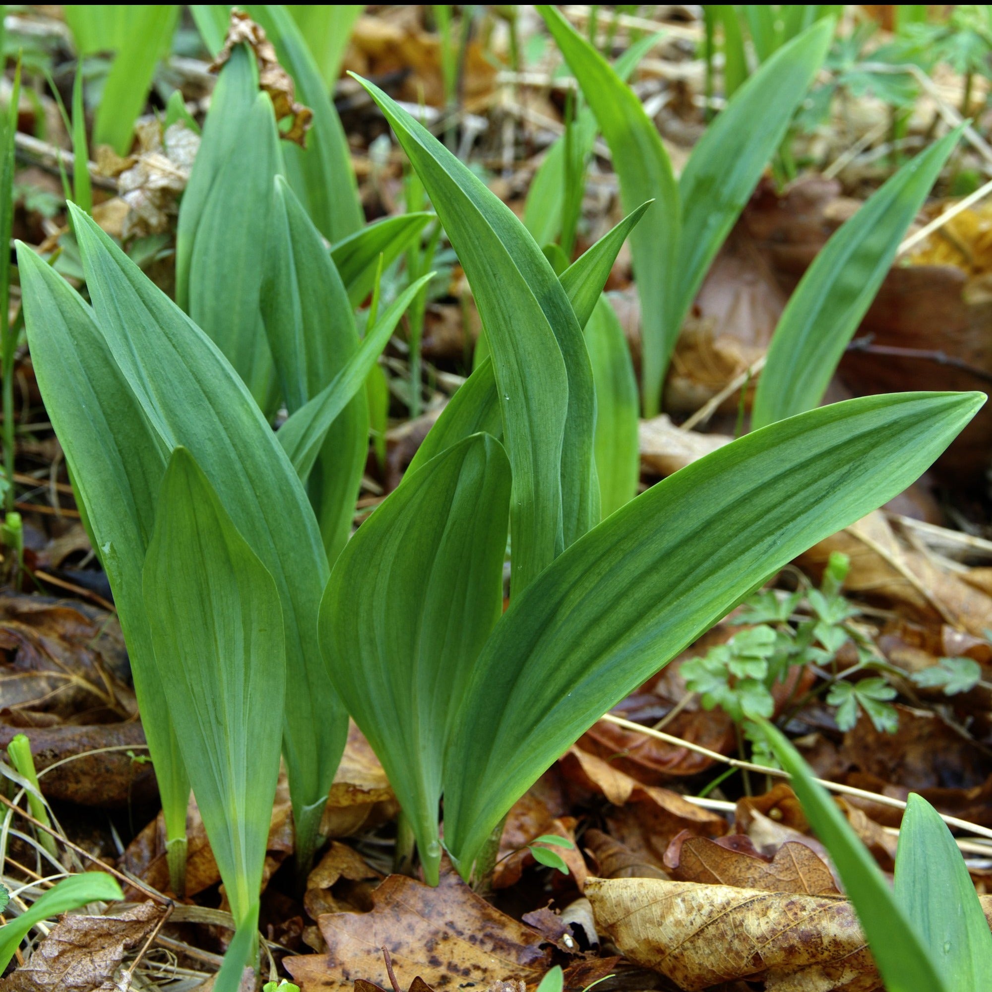 Wisconsin Wild Ramps Ramp aka Wild Leeks (Allium tricoccum) – Mother Earth News