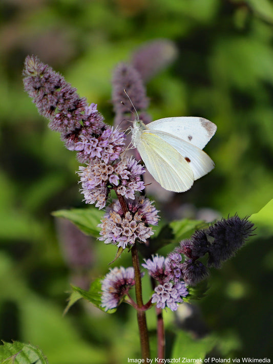 Mint, Spearmint (Mentha spicata)