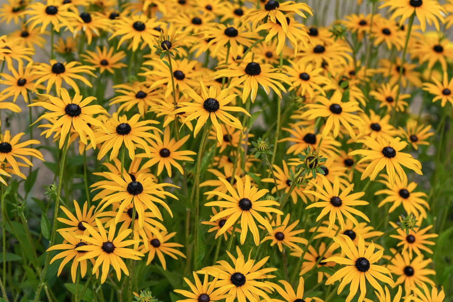 Black-Eyed Susan, Sweet (Rudbeckia subtomentosa)