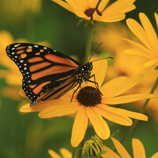 Black-Eyed Susan, Sweet (Rudbeckia subtomentosa)