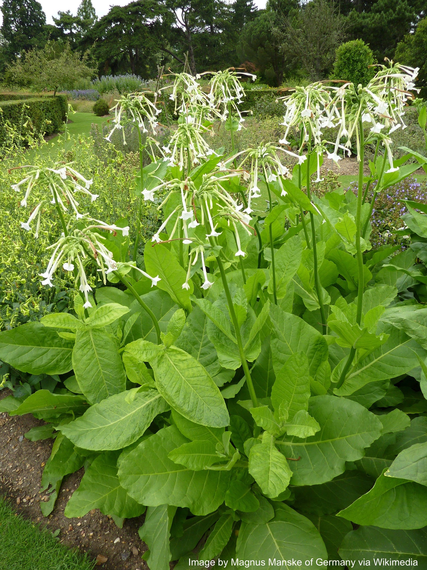 Tobacco, Sylvestris aka Woodland (Nicotiana sylvestris)
