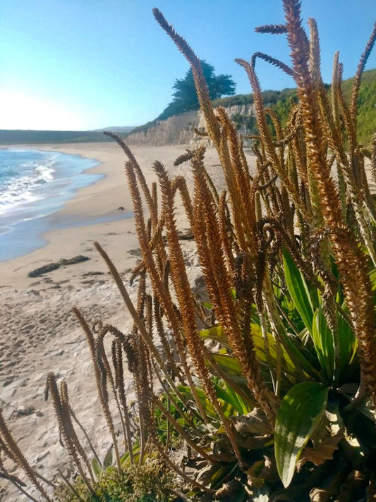 Plantain, Tall Coastal (Plantago subnuda)