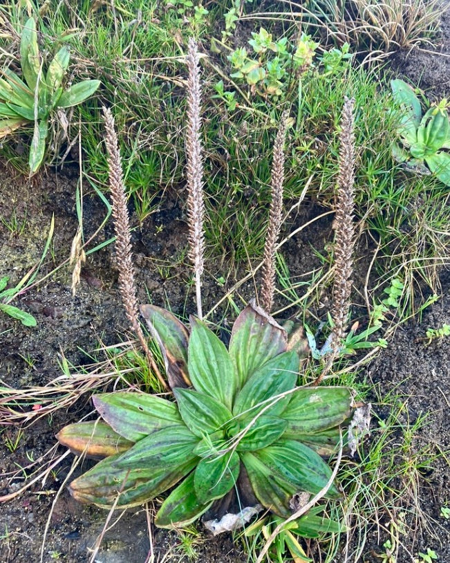 Plantain, Tall Coastal (Plantago subnuda)