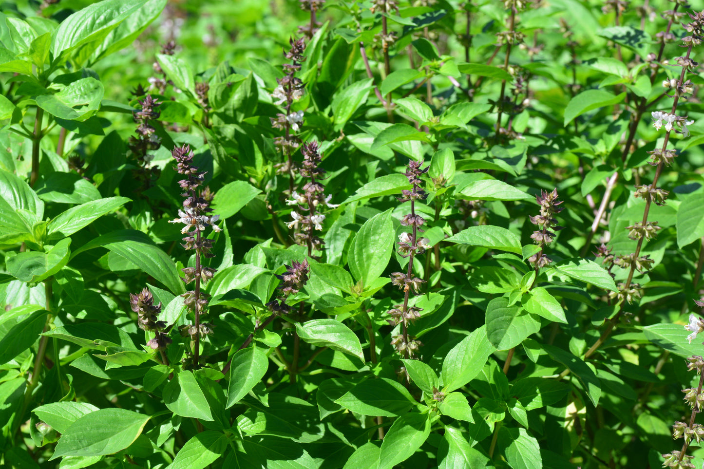 Basil, Thai (Ocimum basilicum thai)