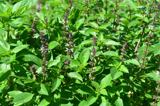 Basil, Thai (Ocimum basilicum thai)