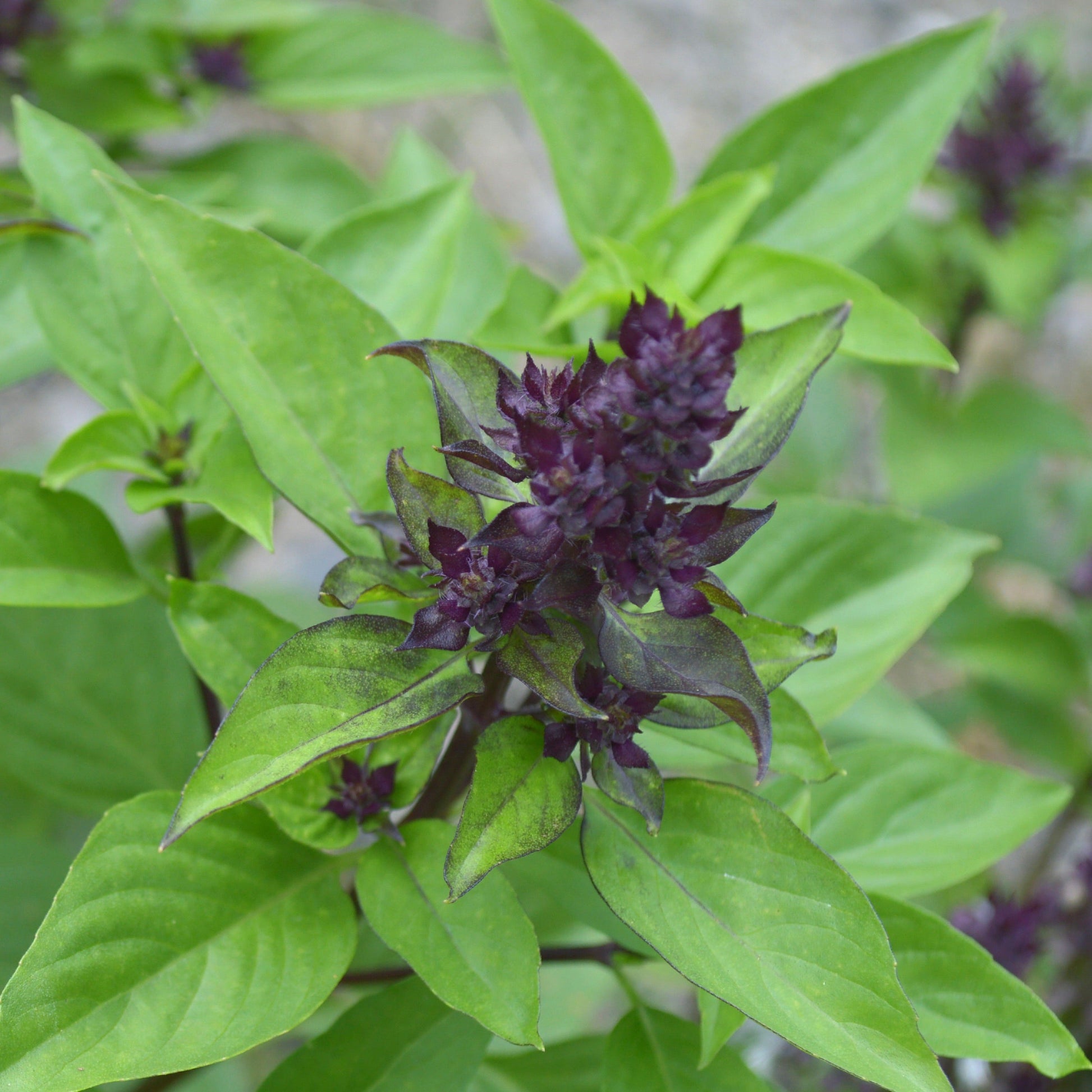 thai basil plant seeds Basil, Thai (Ocimum basilicum thai) – Mother Earth News